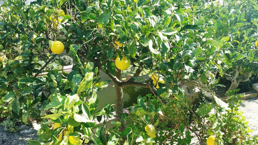 شقة Sole E Fiori Di Sicilia فالديريتْشّي المظهر الخارجي الصورة
