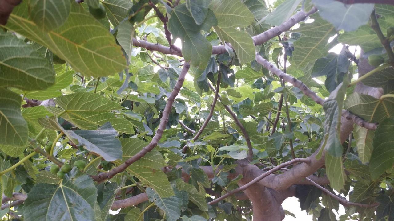 شقة Sole E Fiori Di Sicilia فالديريتْشّي المظهر الخارجي الصورة